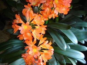 "My mother's flowers"